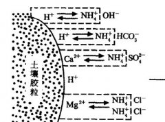 施用碳酸氫銨為什么要強調深施覆土？