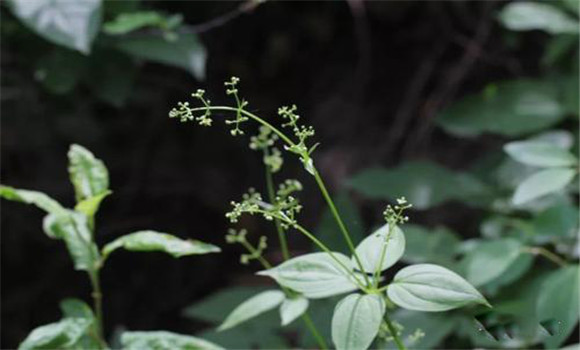 茜草選購與儲(chǔ)存茜草指南