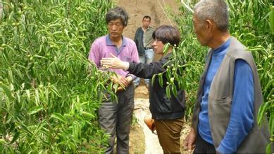 冬棗管理技術(shù)及其主要內(nèi)容