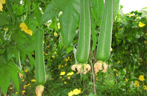 絲瓜種植方法