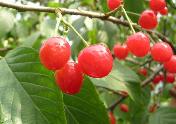 大櫻桃種植技術(shù)