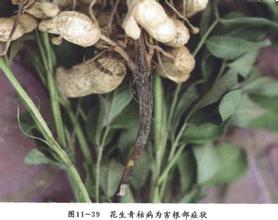 花生病蟲(chóng)害防治技術(shù)