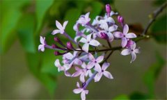 丁香花什么時(shí)候開(kāi)花？丁香花的功效與作用