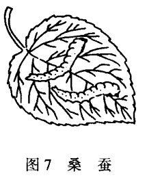 養(yǎng)蠶技術(shù)