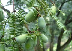 香榧種植技術(shù)