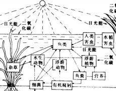 怎樣從生態(tài)學角度來理解稻田養(yǎng)魚的好處