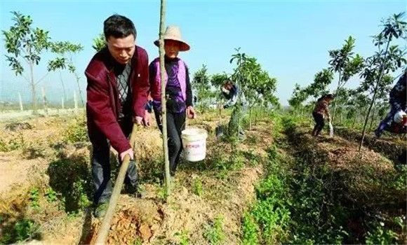 板栗樹(shù)種植之施肥技術(shù)