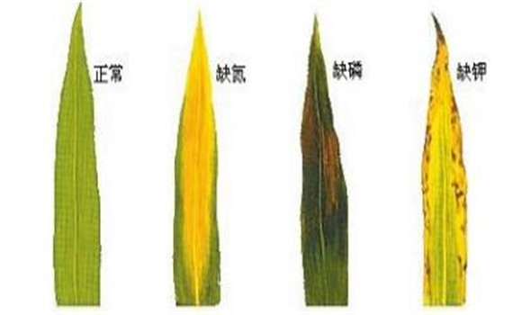 植物缺氮、磷、鉀元素時各有什么癥狀