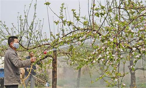 蘋果樹開花前打什么藥