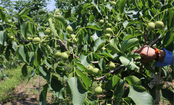 核桃樹(shù)怎樣才能結(jié)果多