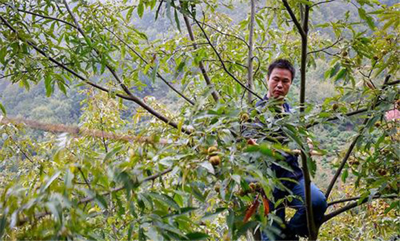 核桃樹授粉技術(shù)要點