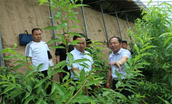 大棚桃樹要及時除萌修剪