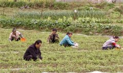 絞股藍田間管理方法 絞股藍種植技術(shù)