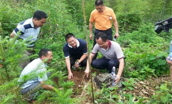 茯苓種植技術(shù)及過(guò)程是怎樣的