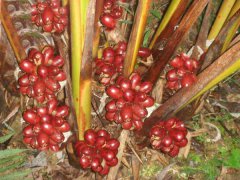 草果高產(chǎn)種植技術(shù)