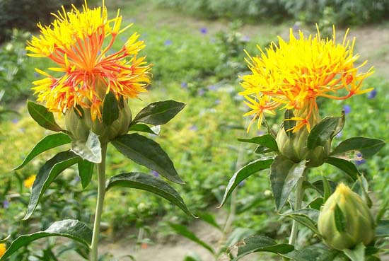 紅花種植技術