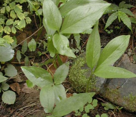 半夏種植技術