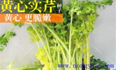 西芹的品種有哪些 西洋芹的類(lèi)型與品種簡(jiǎn)介