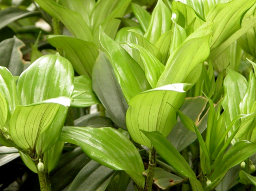 其它作物栽培技術(shù)