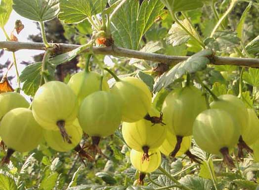 果樹種植技術