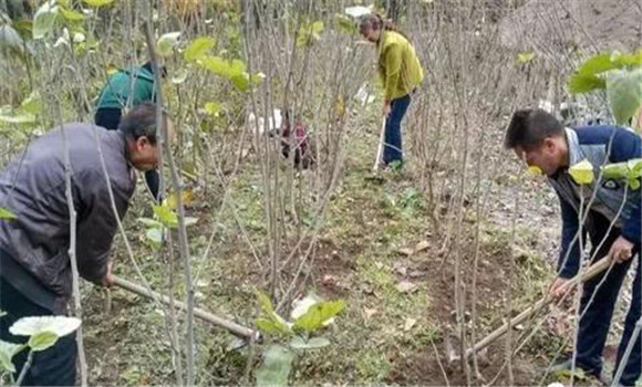 桑樹(shù)種植要重施冬肥