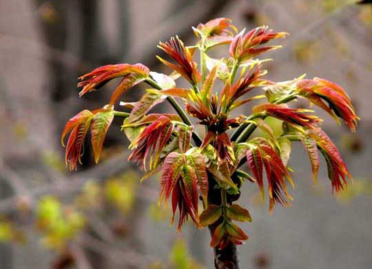 香椿種植技術(shù)