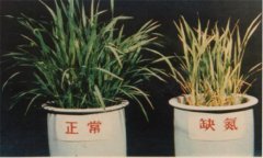 氮、磷、鉀對(duì)植物的作用分別是什么