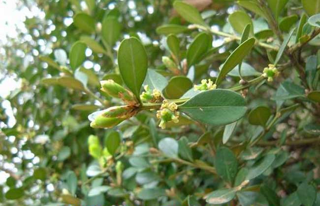 小葉黃楊種植技術(shù)