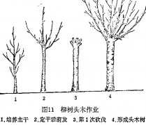 什么是柳樹頭木作業(yè) 怎樣施行？