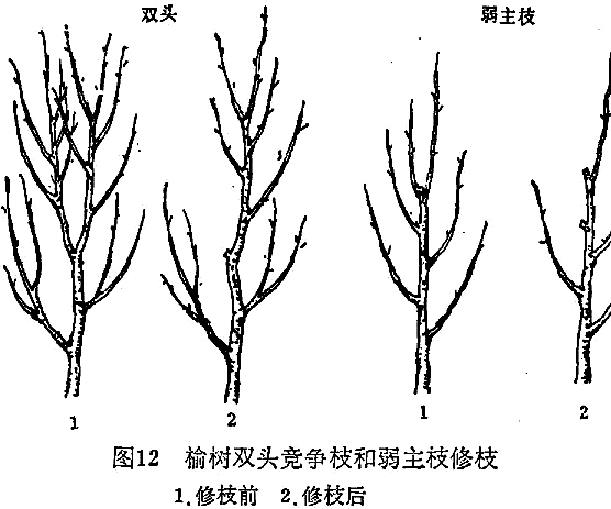 榆樹(shù)種植技術(shù)