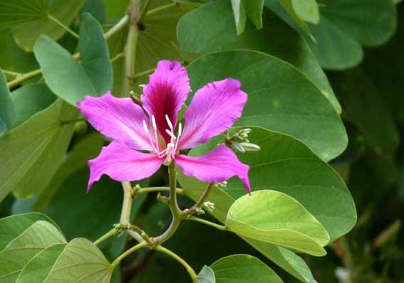 花卉種植方法