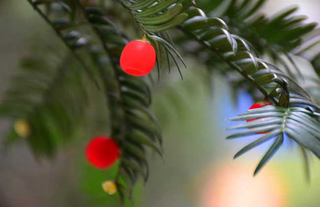 紅豆杉種植