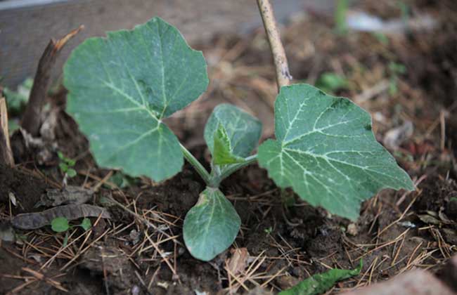 南瓜種植技術