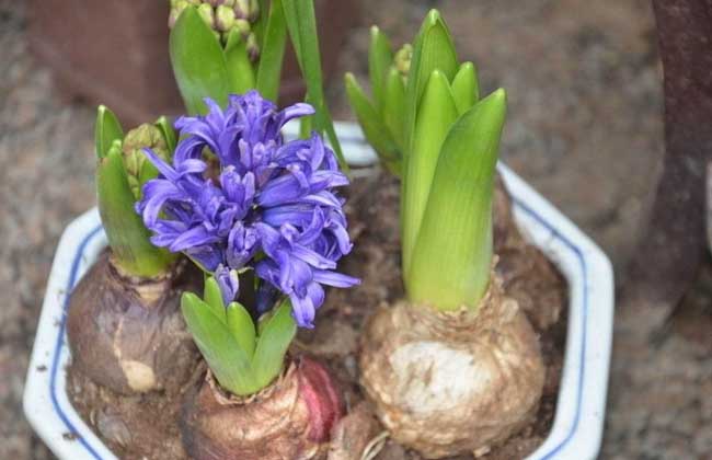 風信子種植方法