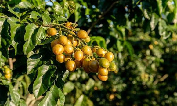 黃皮如何疏花、疏果、保果