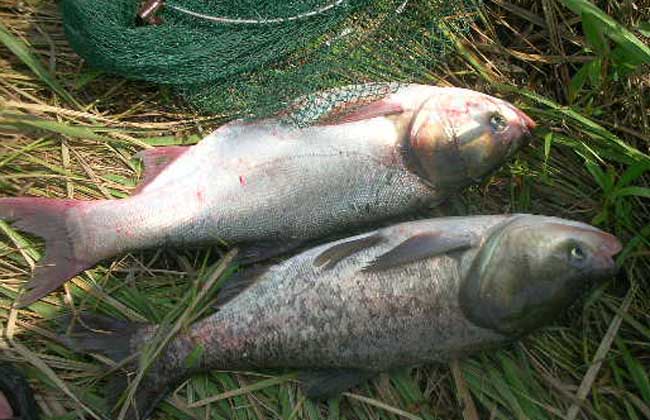 鰱魚釣法