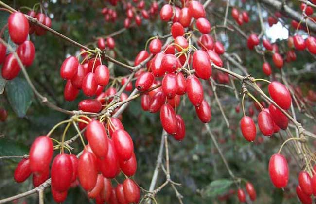 山茱萸種植方法