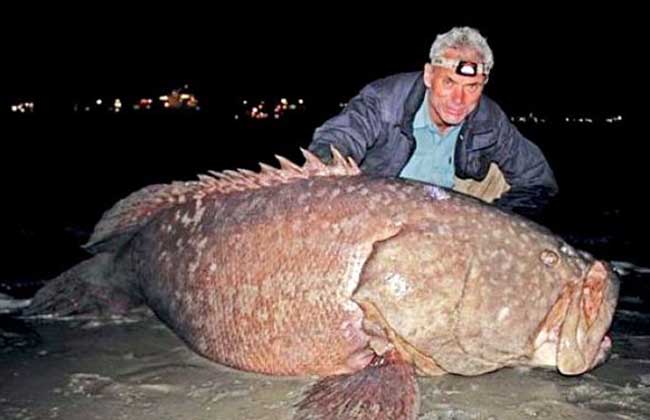 石斑魚(yú)是海水魚(yú)還是淡水魚(yú)