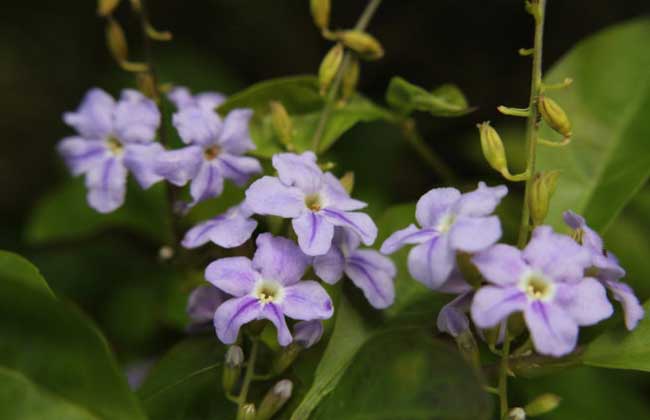 連翹種植技術(shù)