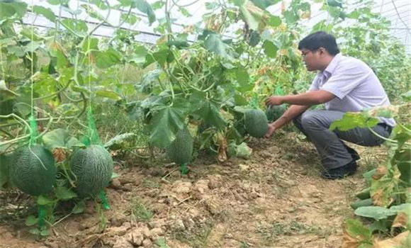 哈密瓜種植技術要點