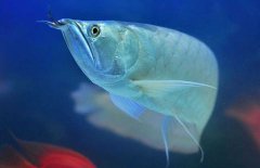 銀龍魚(yú)能長(zhǎng)多大？銀龍魚(yú)多少錢(qián)一條