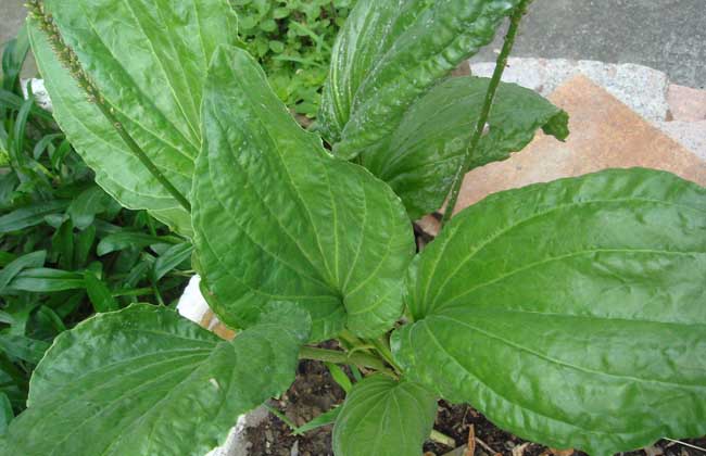 車前草種植技術(shù)