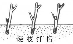 如何繁殖黑豆果 黑豆果硬枝扦插、綠枝扦插方法