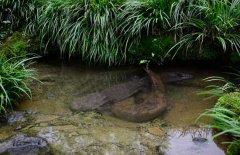 吃娃娃魚(yú)犯法嗎？