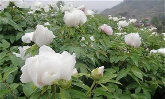 白芍種植技術(shù)、方法與主要步驟