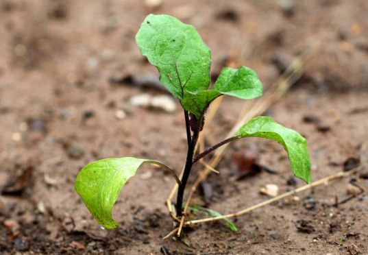 茄子定植時(shí)間