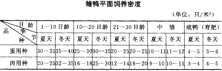 雛鴨的飼養(yǎng)管理