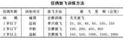 信鴿的飼養(yǎng)與訓練方法與注意要點