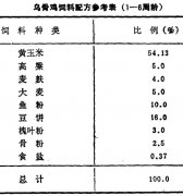 怎樣飼養(yǎng)商品烏骨雞？