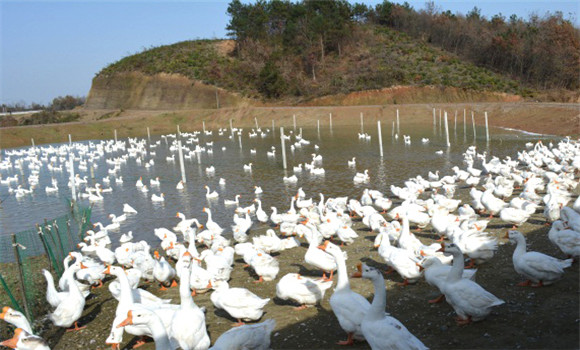 鵝的飼養(yǎng)管理